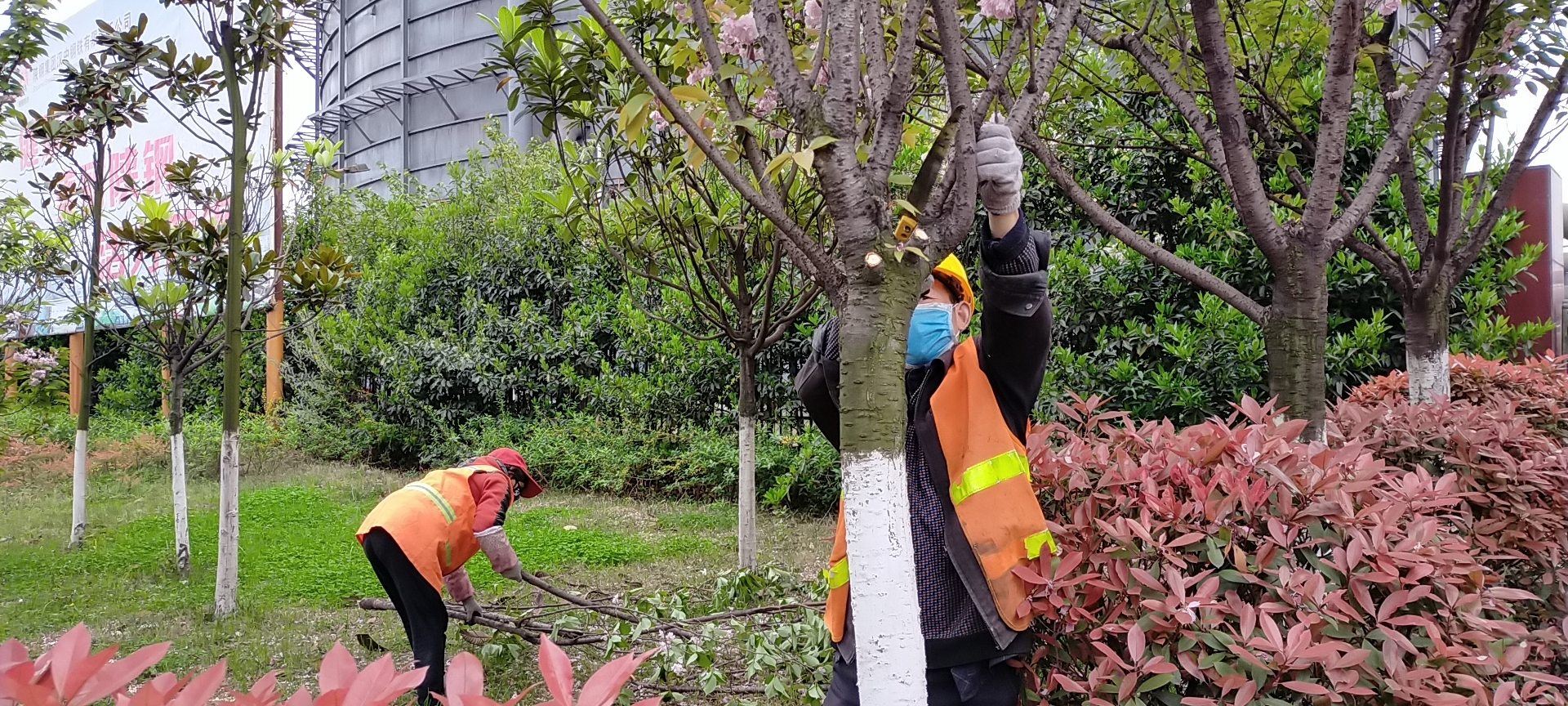 【美丽汉钢】公司多措并举 做好春季绿化苗木养护工作 【美丽汉钢】公司多措并举 做好春季绿化苗木养护工作