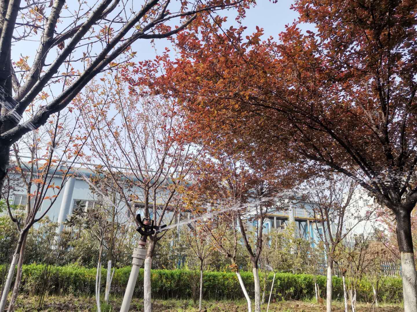 【美丽汉钢】公司多措并举 做好春季绿化苗木养护工作 【美丽汉钢】公司多措并举 做好春季绿化苗木养护工作