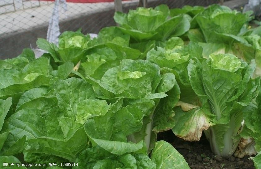 【钢城文苑】菜园里有菜 土里有汗 【钢城文苑】菜园里有菜 土里有汗