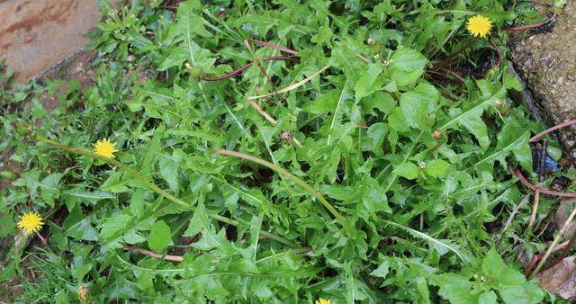 【钢城文苑】家乡的野菜 【钢城文苑】家乡的野菜