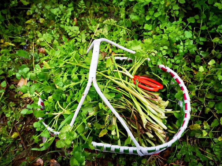 【钢城文苑】家乡的野菜 【钢城文苑】家乡的野菜