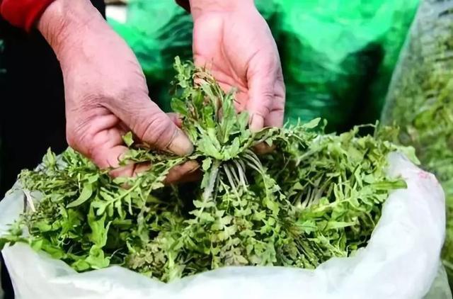 【钢城文苑】家乡的野菜 【钢城文苑】家乡的野菜