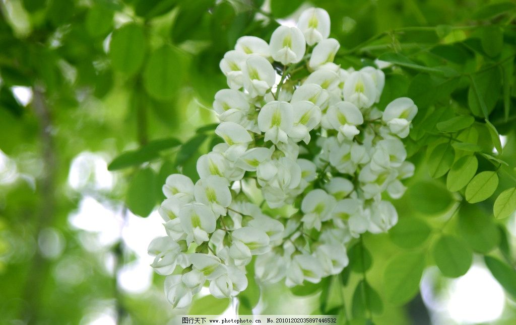 【钢城文苑】槐香,怀乡 【钢城文苑】槐香,怀乡