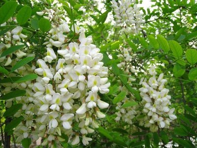 【钢城文苑】槐香,怀乡 【钢城文苑】槐香,怀乡