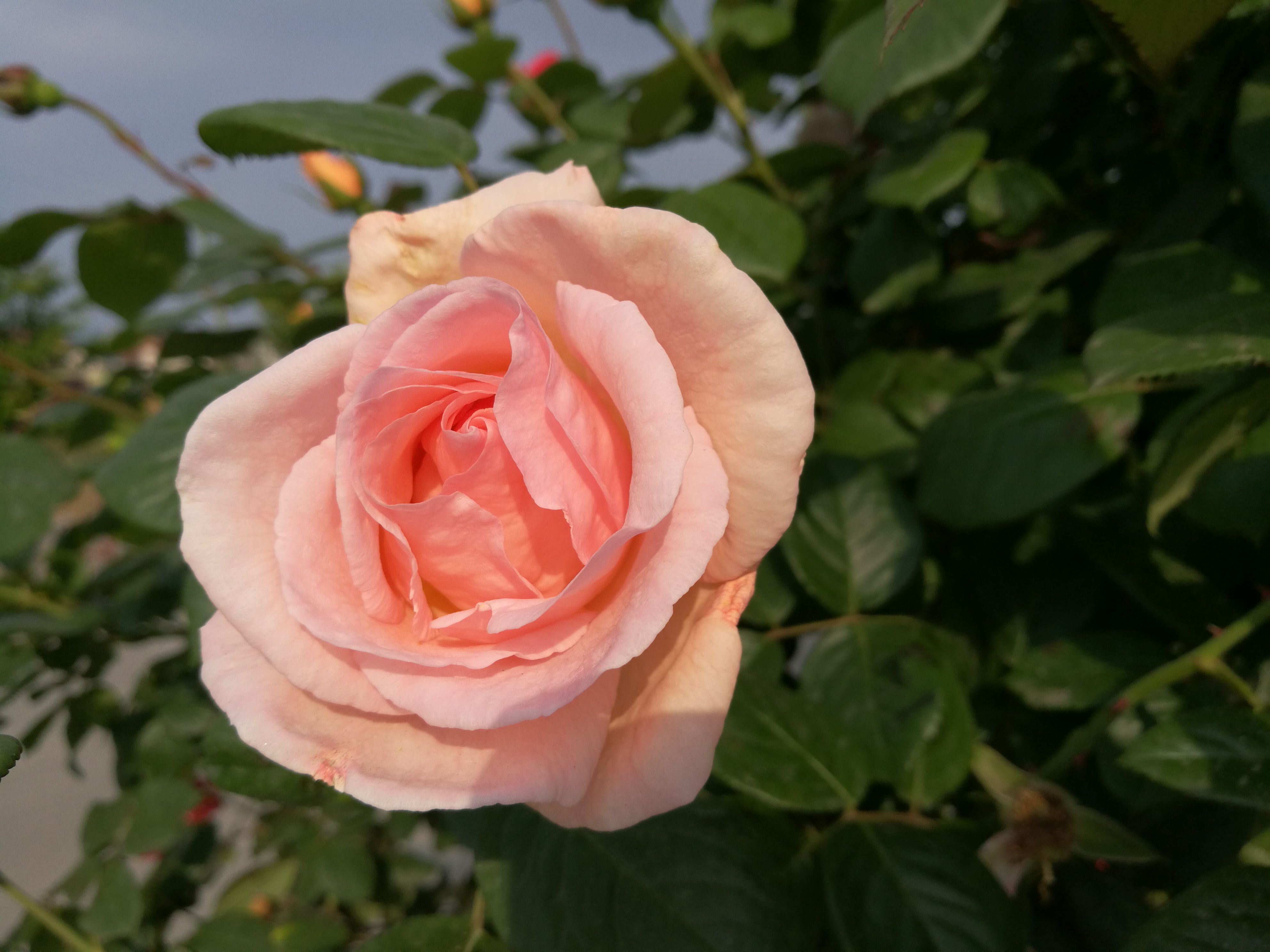 【美丽汉钢】醉美汉钢四月天