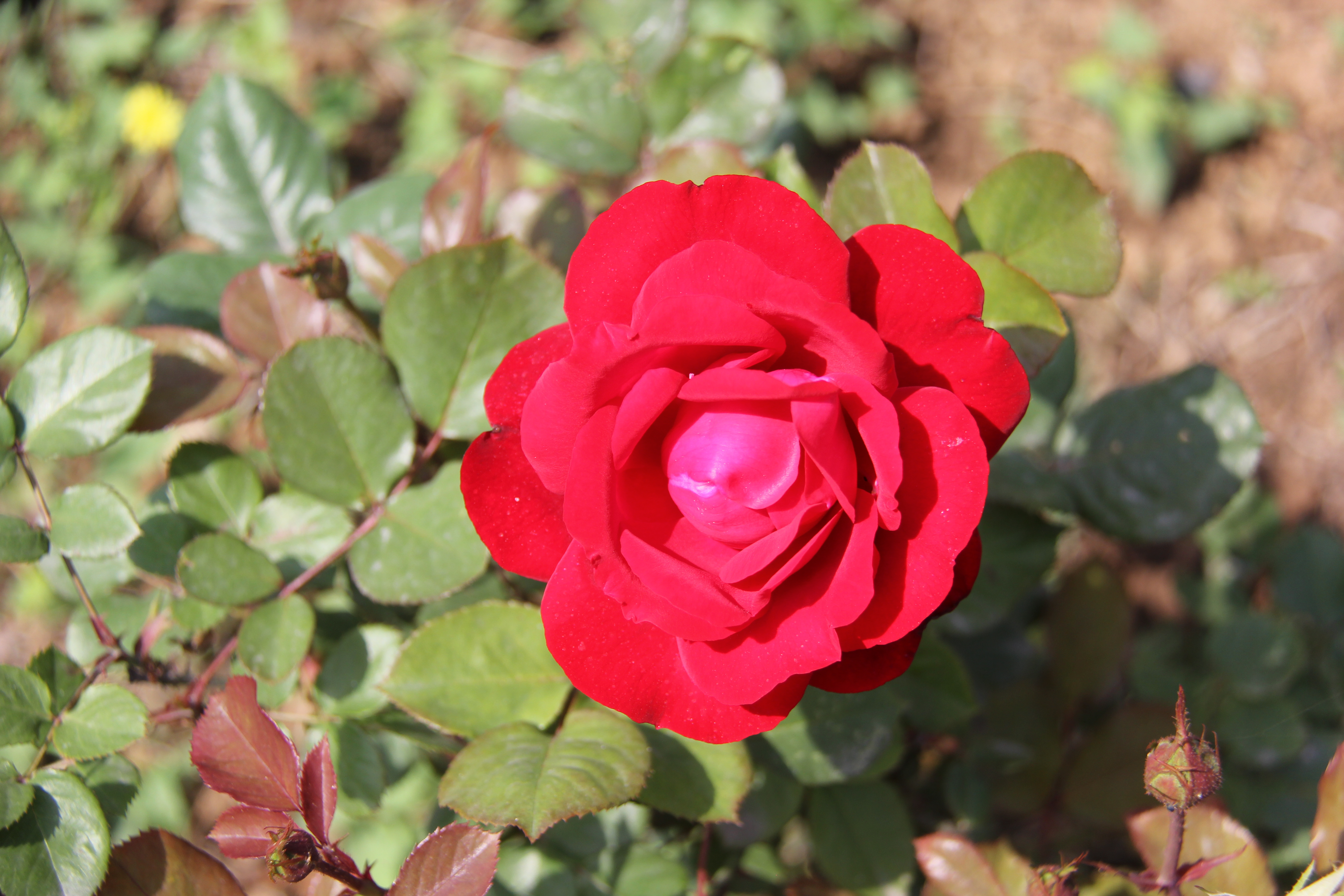 【美丽汉钢】醉美汉钢四月天