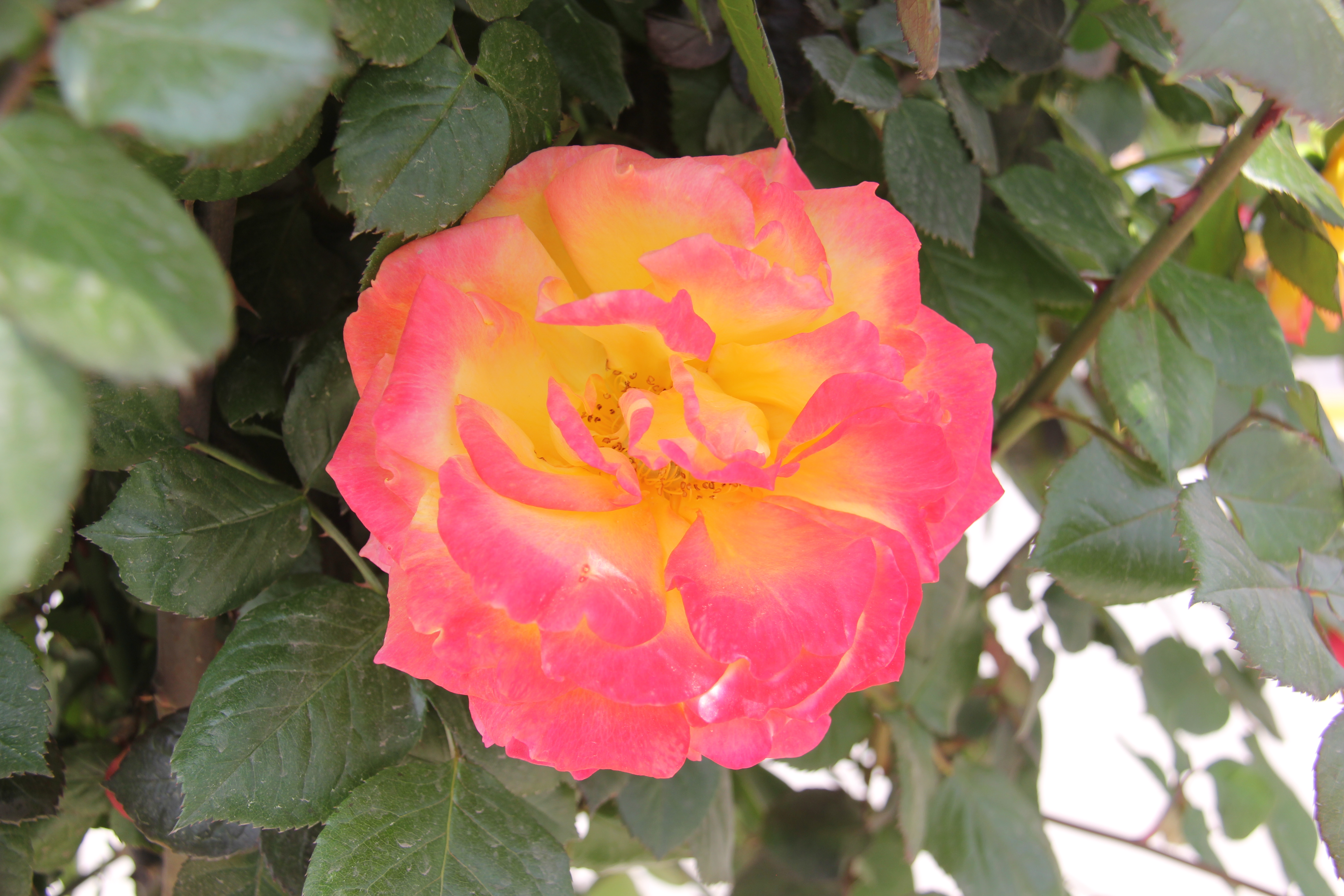 【美丽汉钢】醉美汉钢四月天