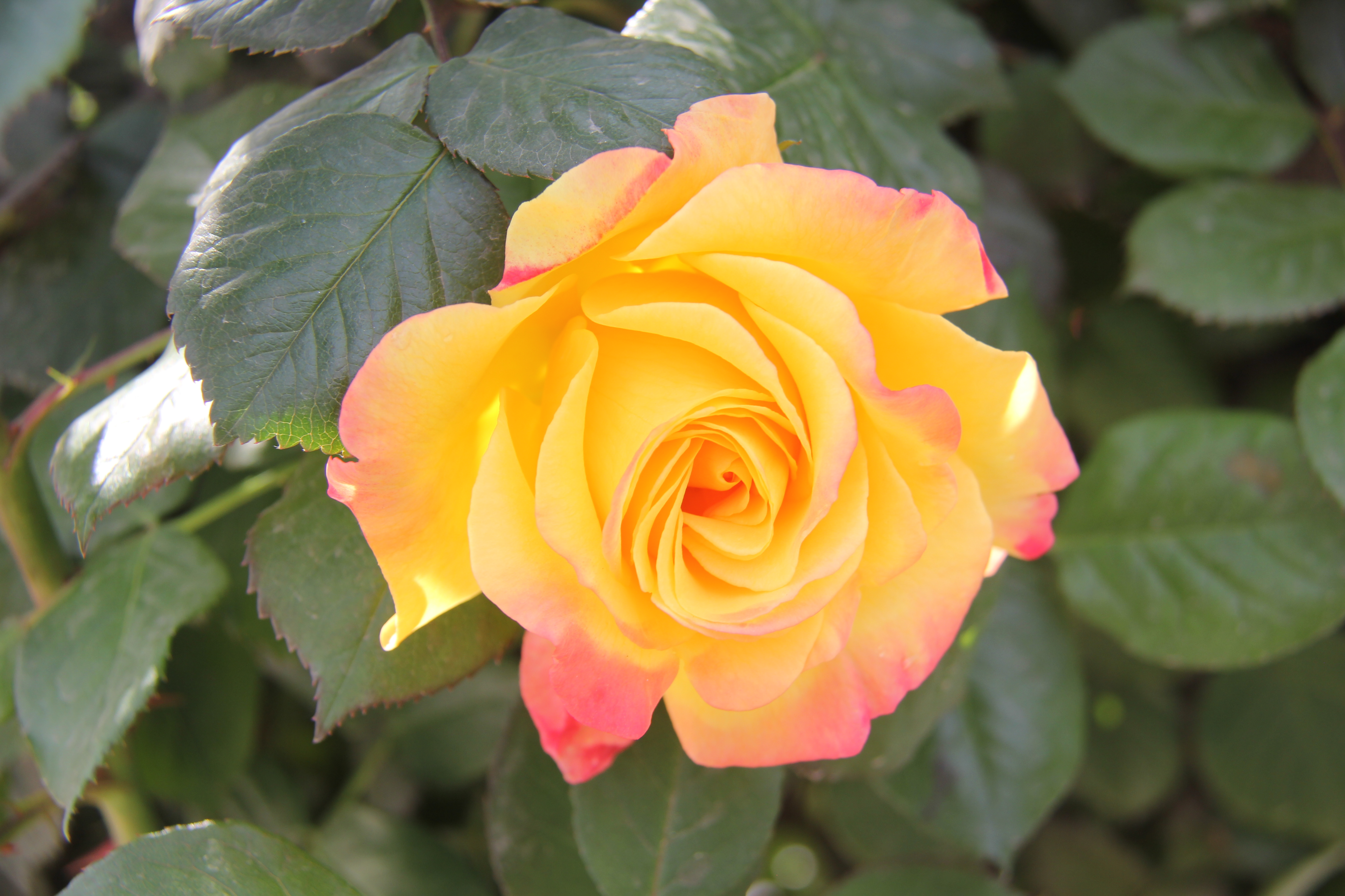 【美丽汉钢】醉美汉钢四月天