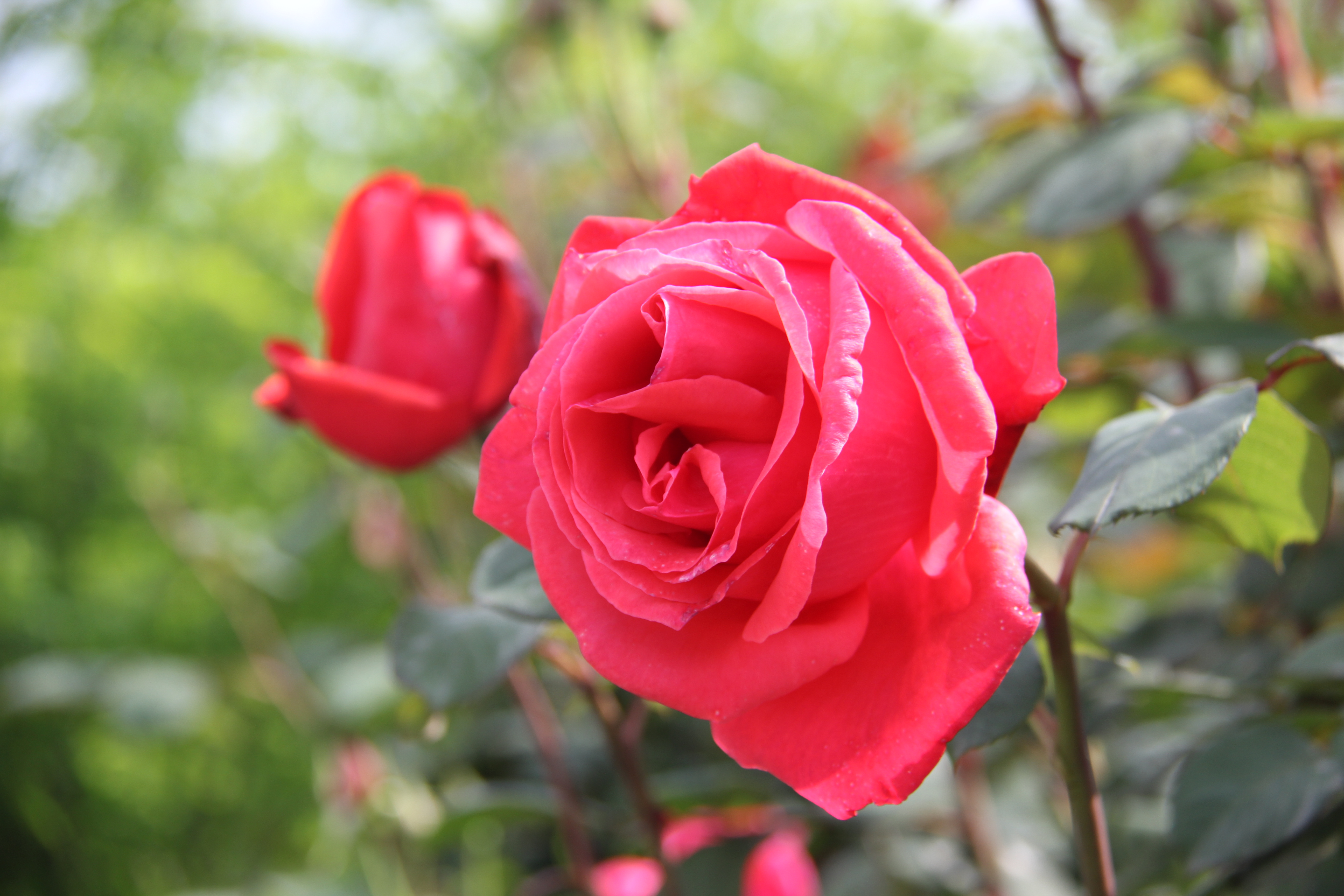 【美丽汉钢】醉美汉钢四月天