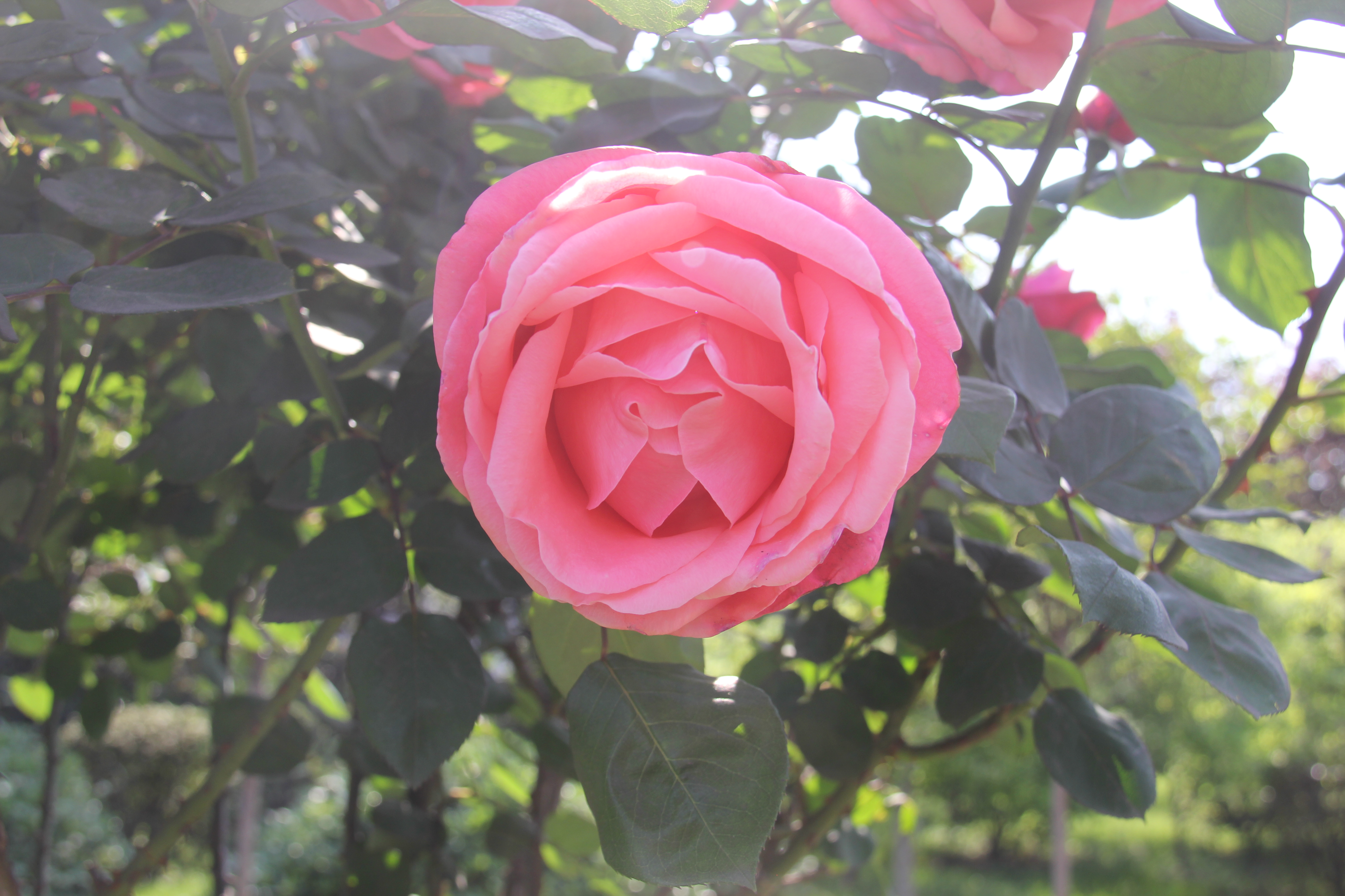 【美丽汉钢】醉美汉钢四月天