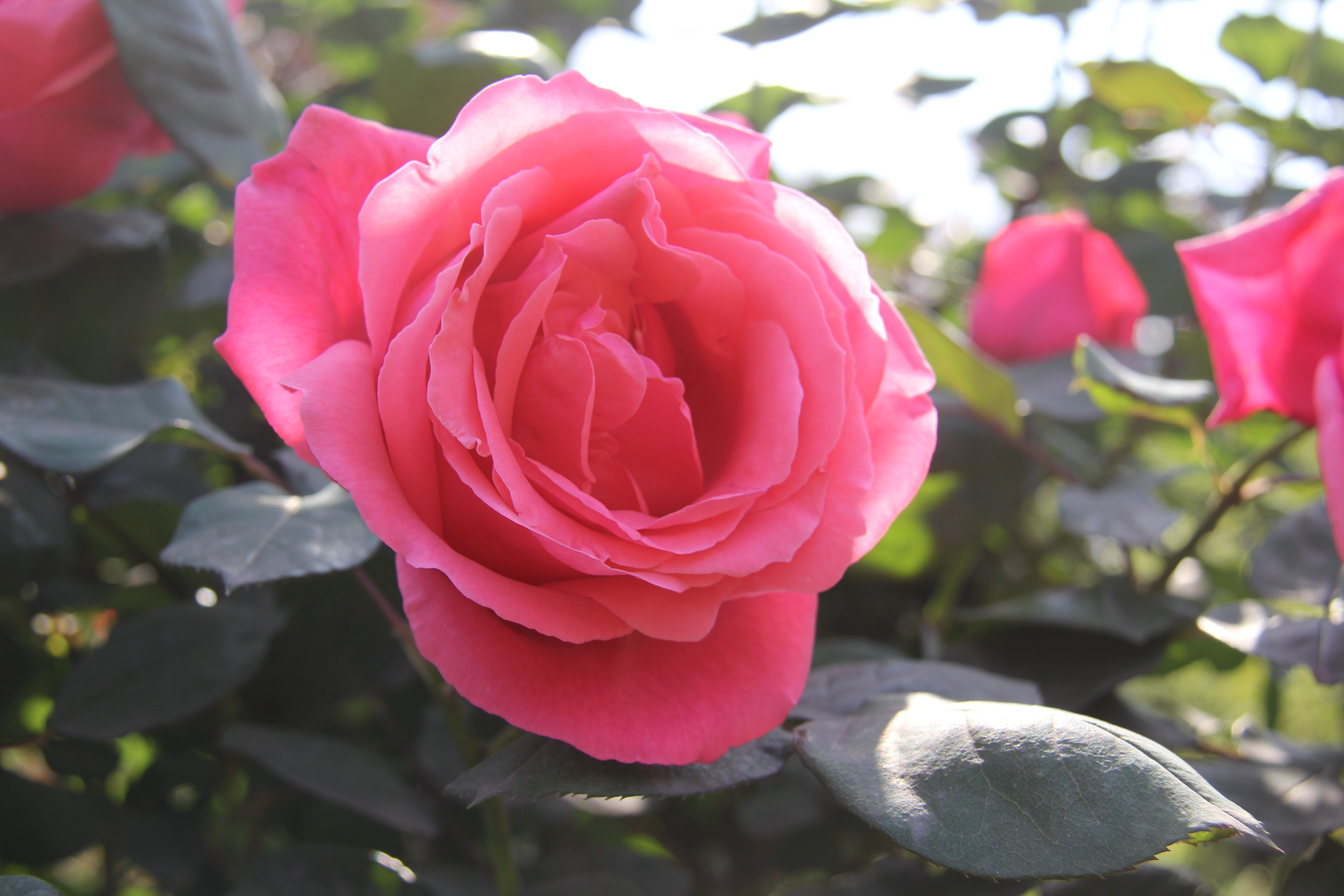 【美丽汉钢】醉美汉钢四月天