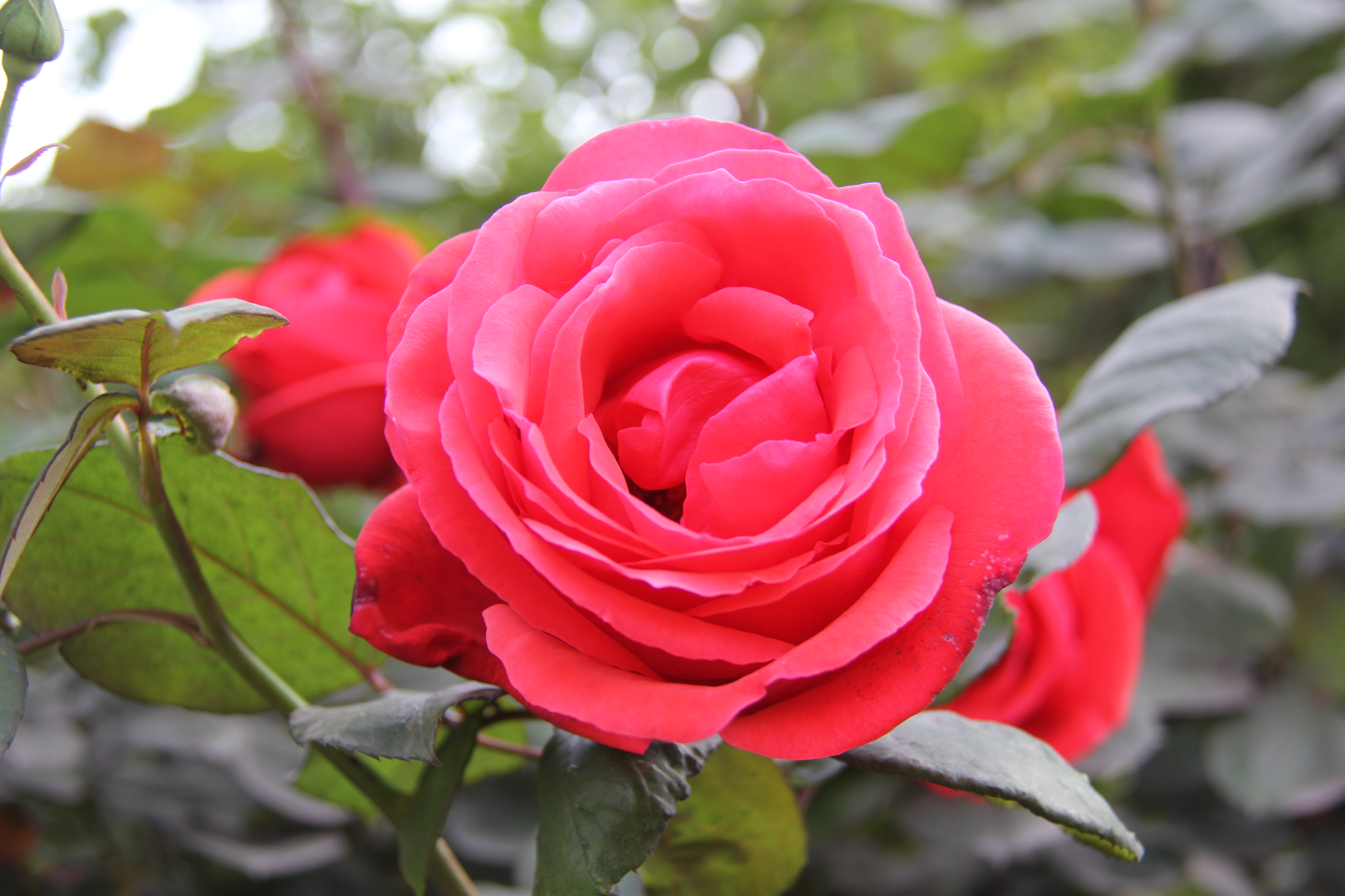 【美丽汉钢】醉美汉钢四月天