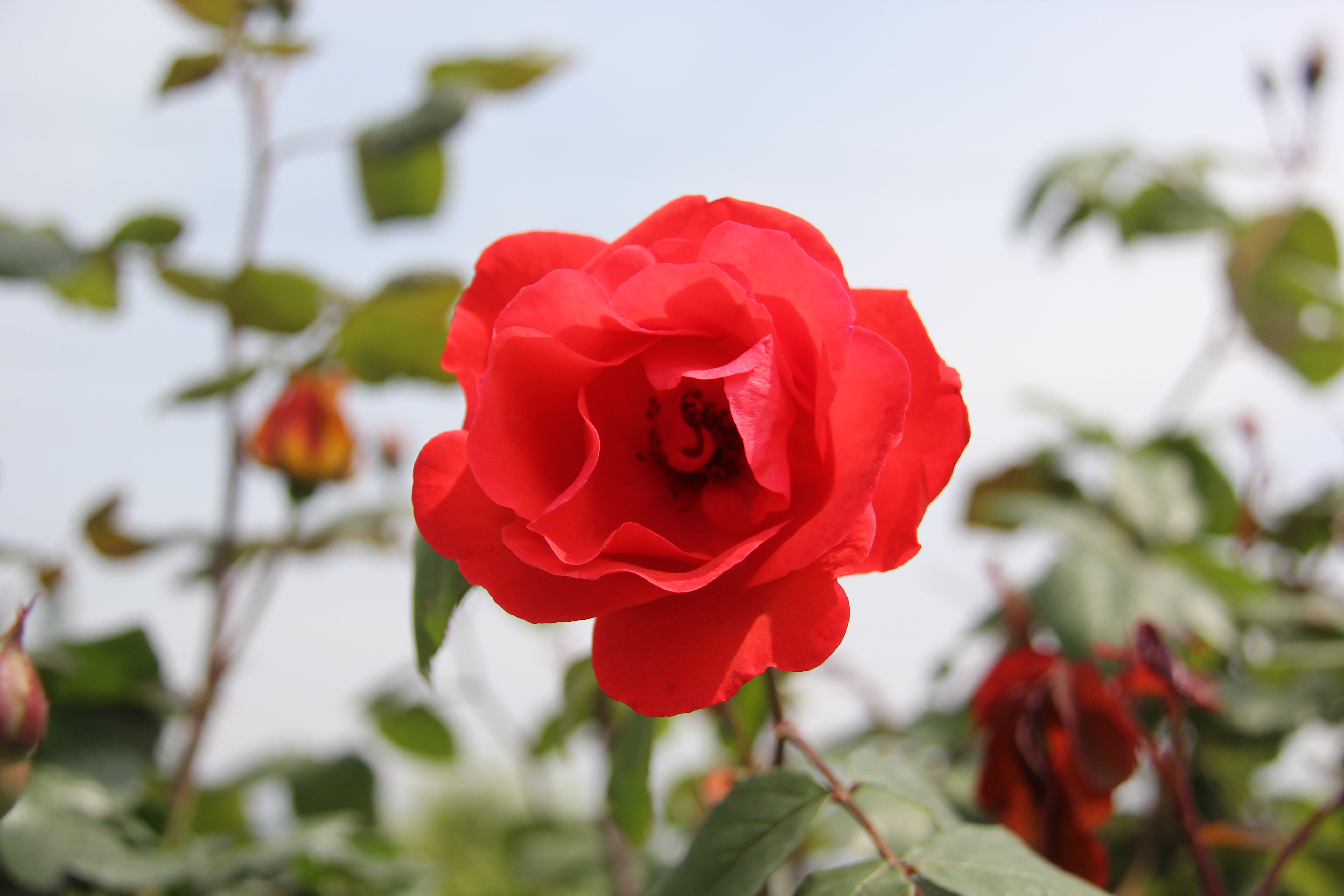 【美丽汉钢】醉美汉钢四月天