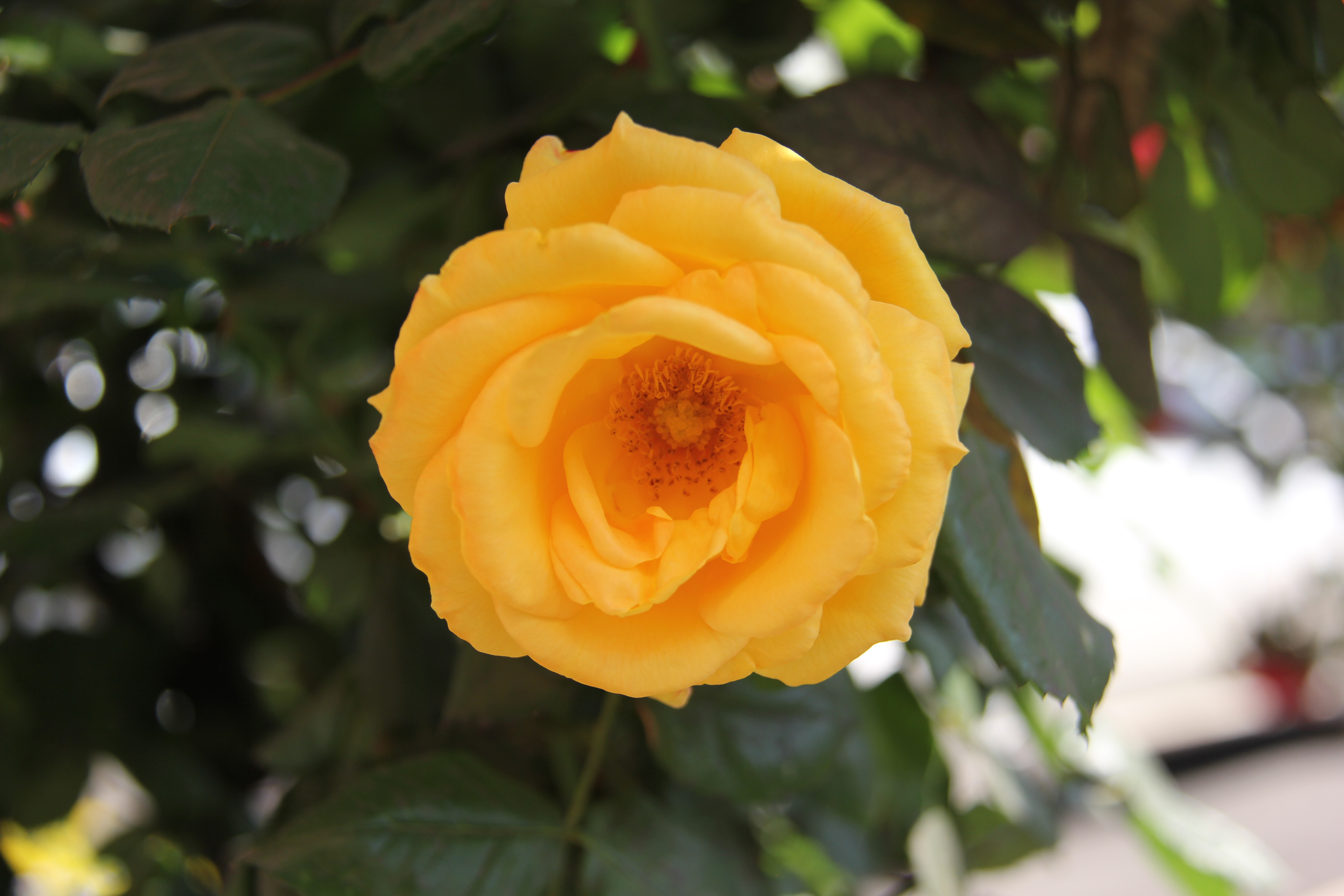 【美丽汉钢】醉美汉钢四月天