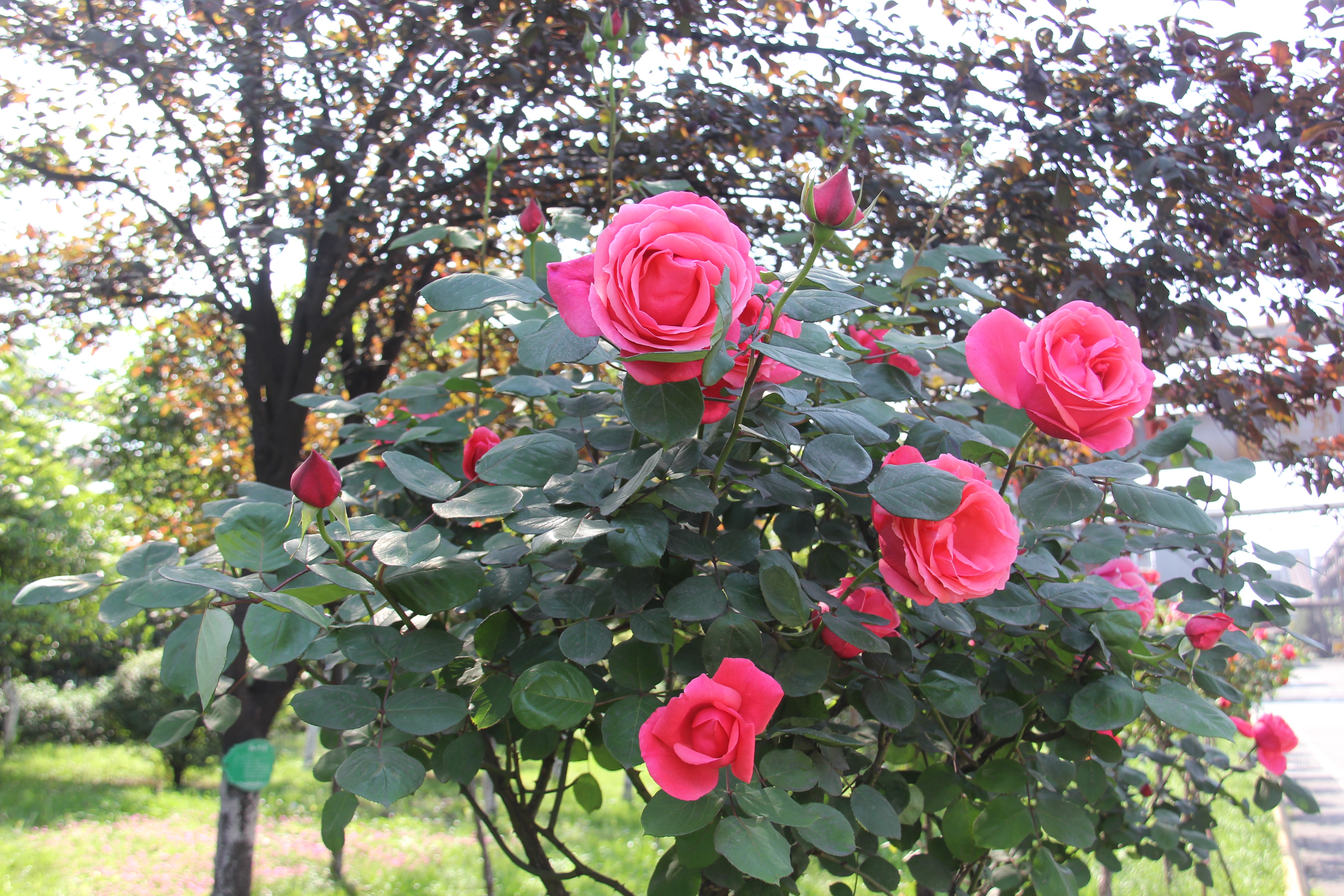 【美丽汉钢】醉美汉钢四月天