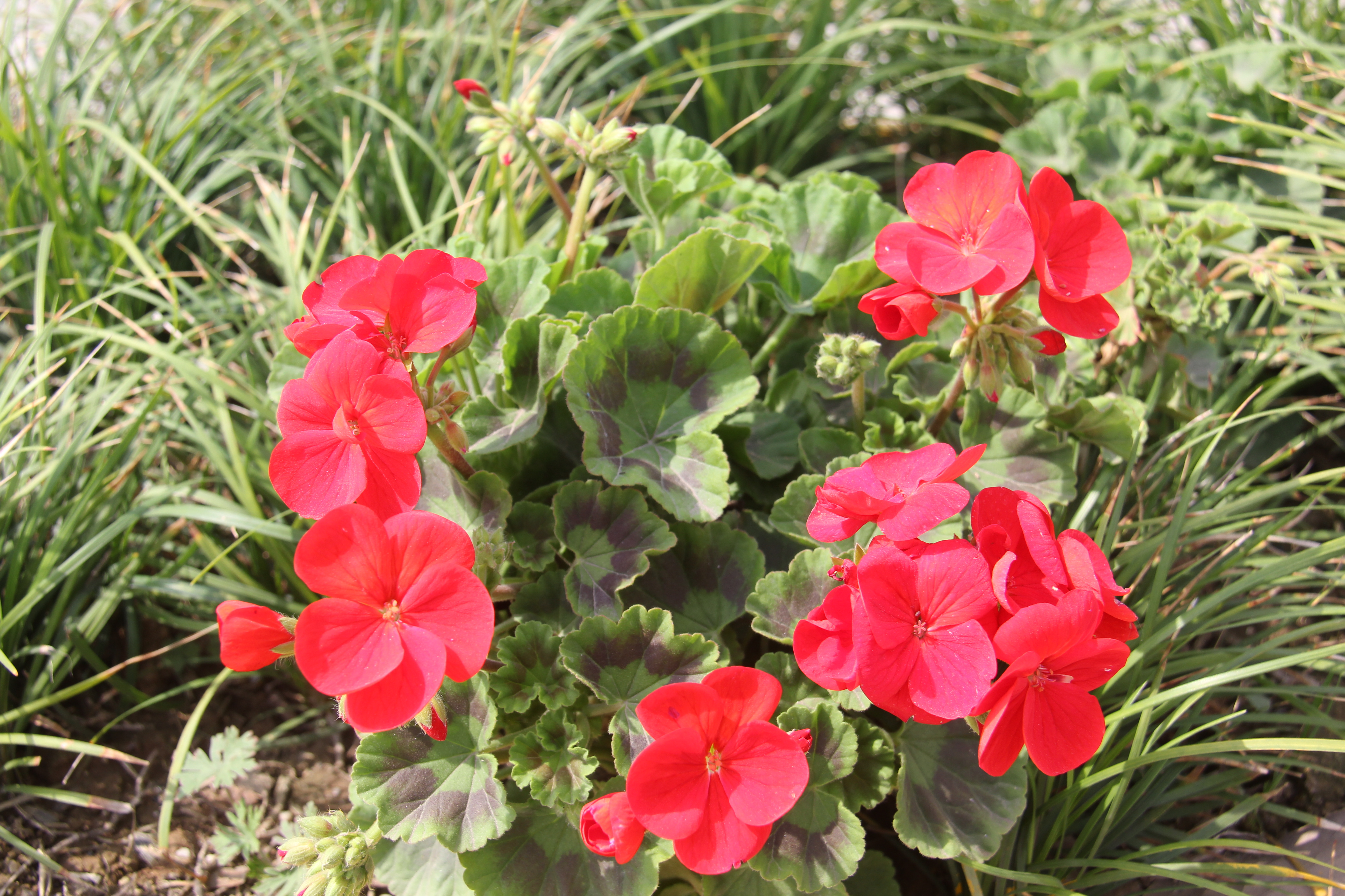 【美丽汉钢】醉美汉钢四月天