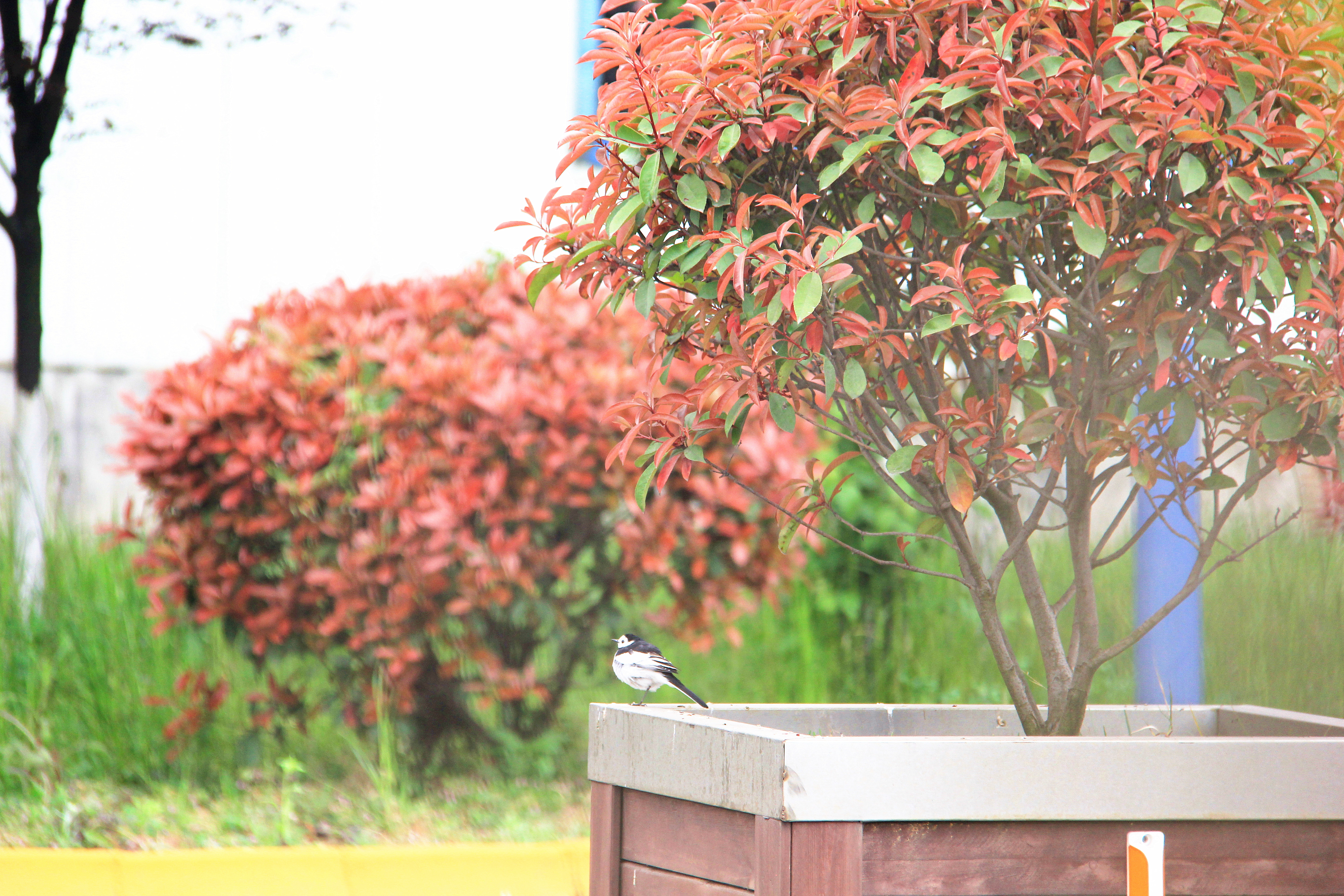 【美丽汉钢】醉美汉钢四月天