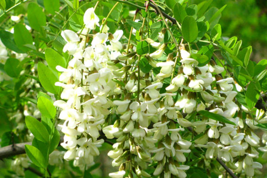 【钢城文苑】又是一年槐花香 【钢城文苑】又是一年槐花香