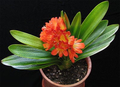 【钢城文苑】一缕兰香寄悠远