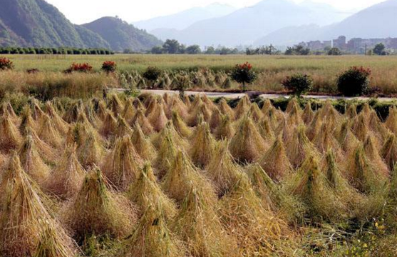 【钢城文苑】十里油菜香