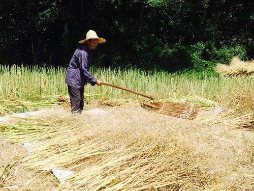 【钢城文苑】十里油菜香