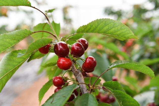 【钢城文苑】院里的樱桃树