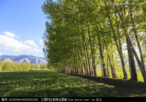 【钢城文苑】白杨