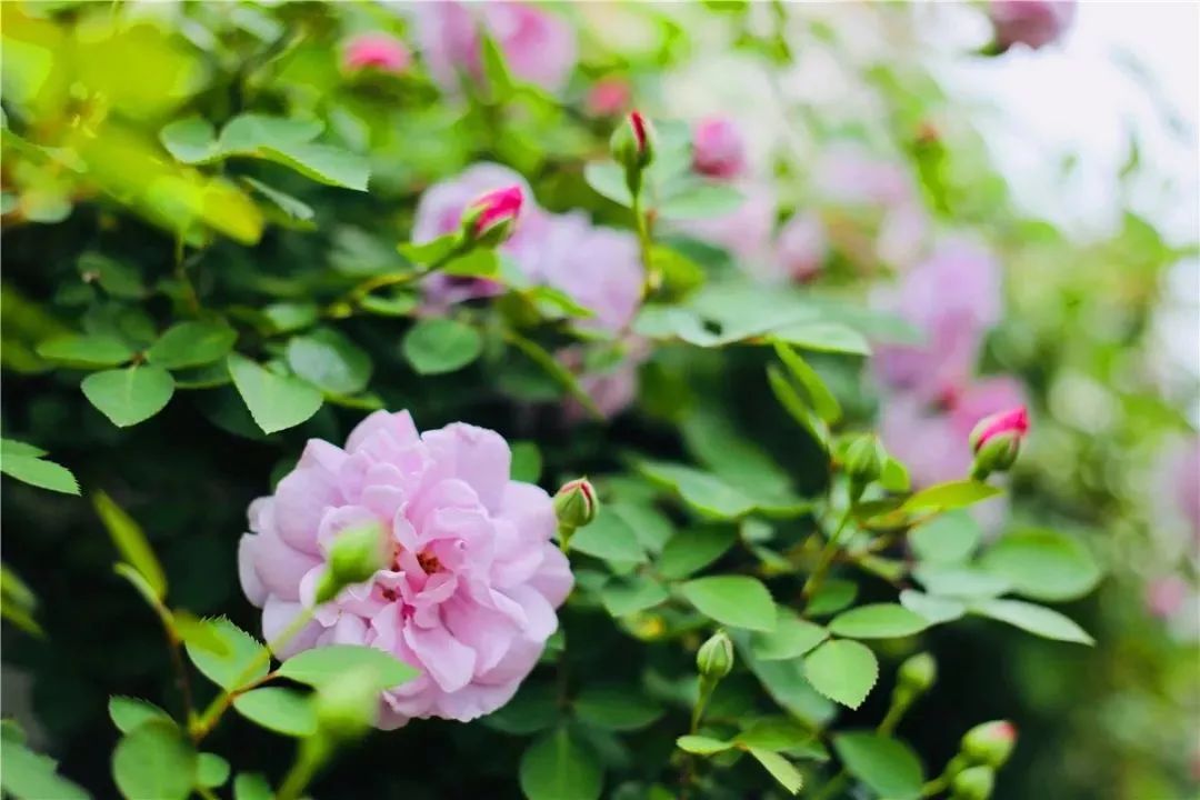 【钢城文苑】浅夏悠悠