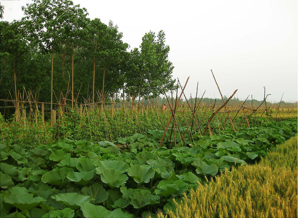 【钢城文苑】夏的颜色 【钢城文苑】夏的颜色