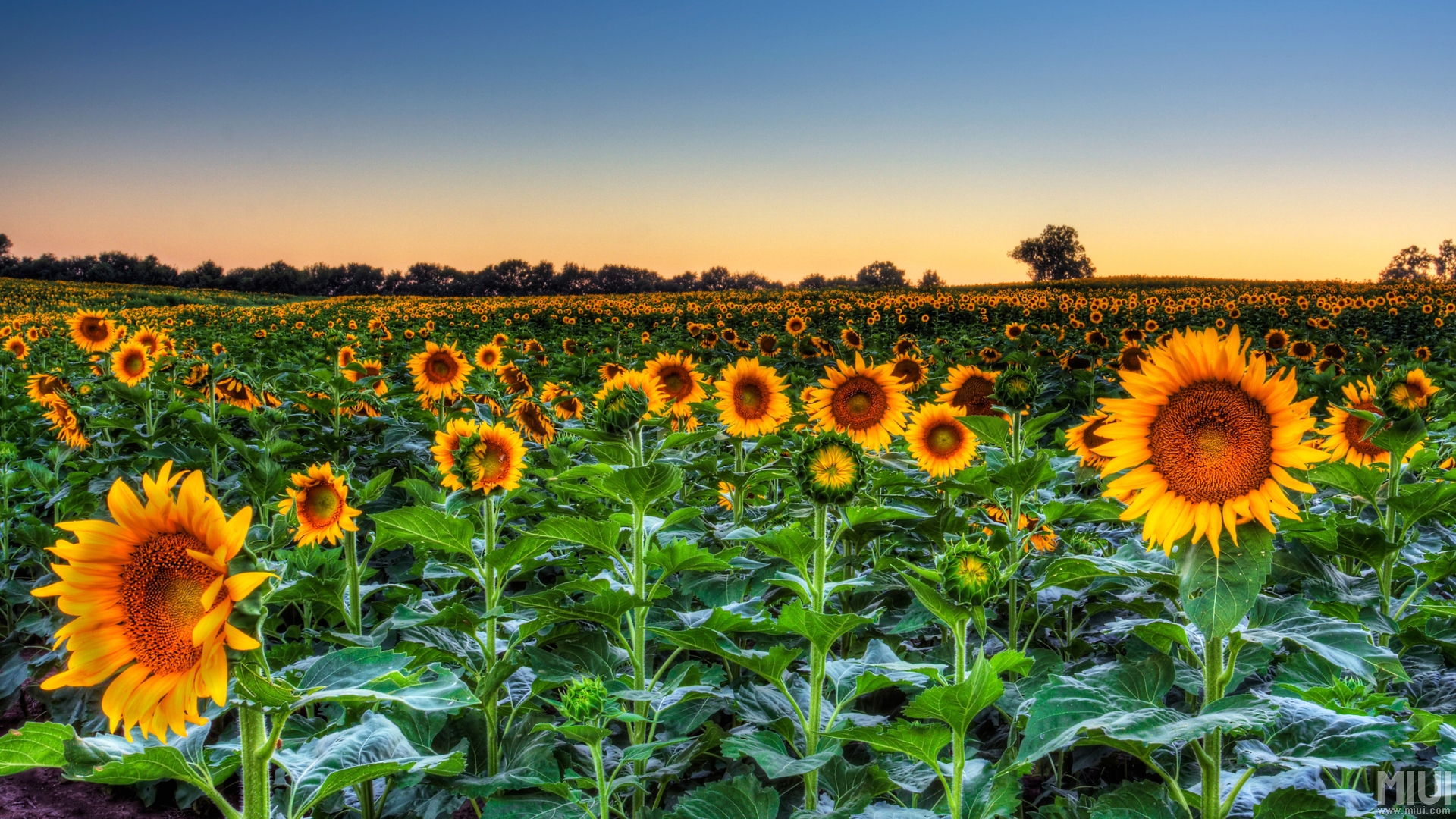 【钢城文苑】新日.生机.顿悟 【钢城文苑】新日.生机.顿悟