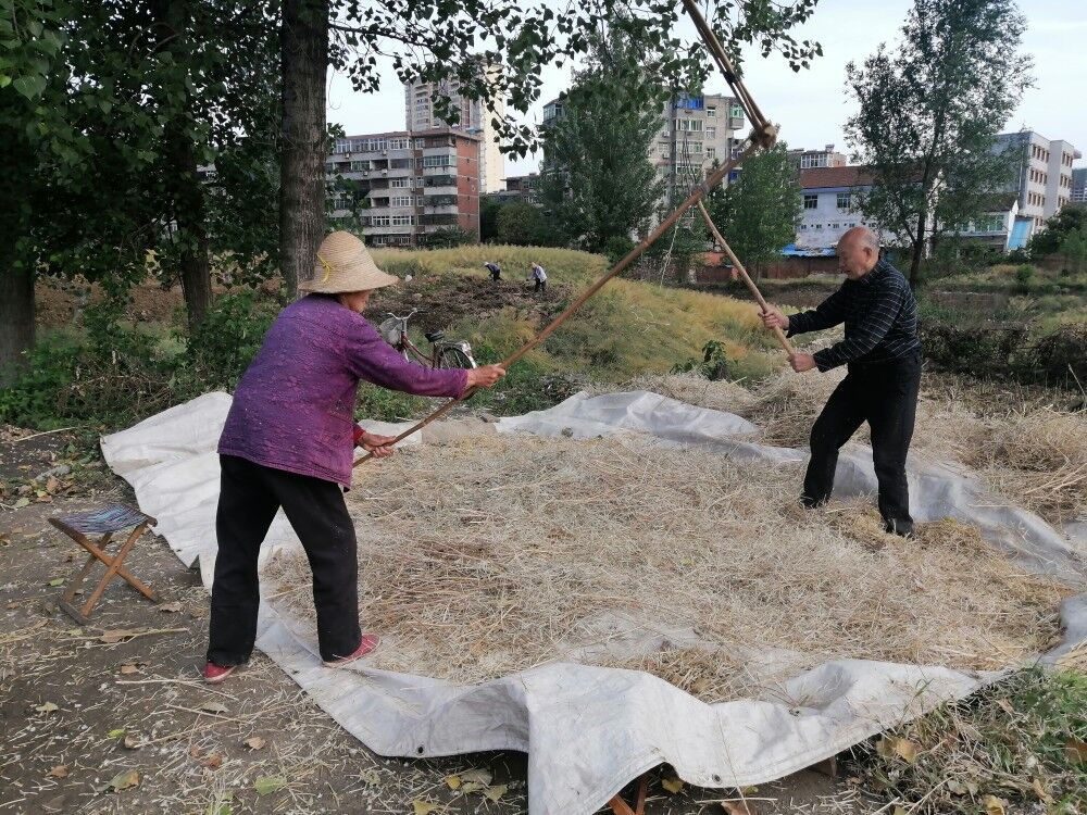 【钢城文苑】油菜成熟了 【钢城文苑】油菜成熟了