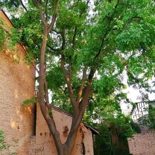 【钢城文苑】老皂角树