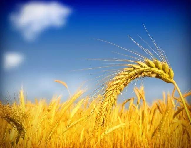 【钢城文苑】麦子熟了