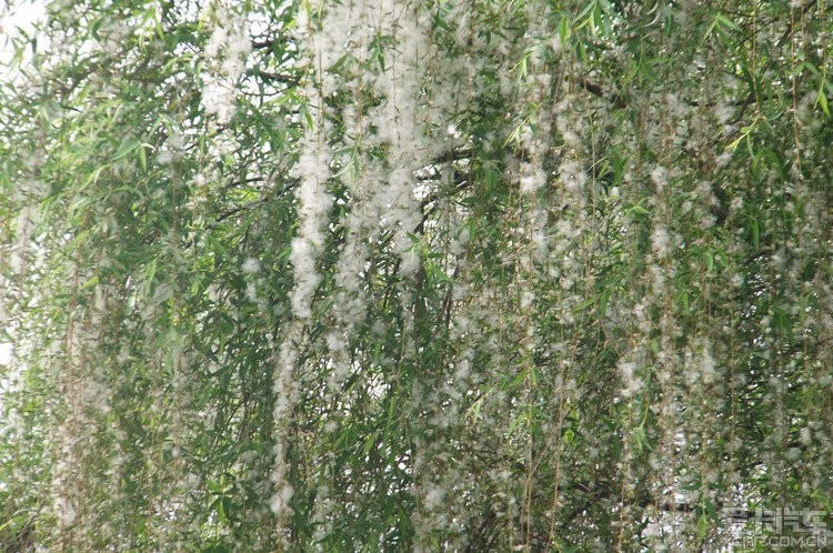 【钢城文苑】又见柳絮飘飞 【钢城文苑】又见柳絮飘飞