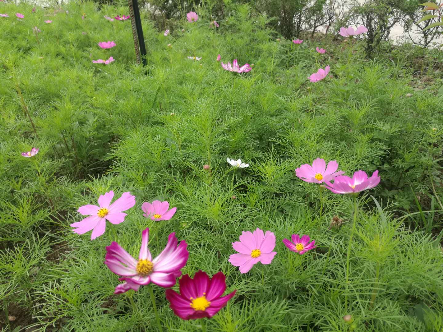 【钢城文苑】格桑花儿开