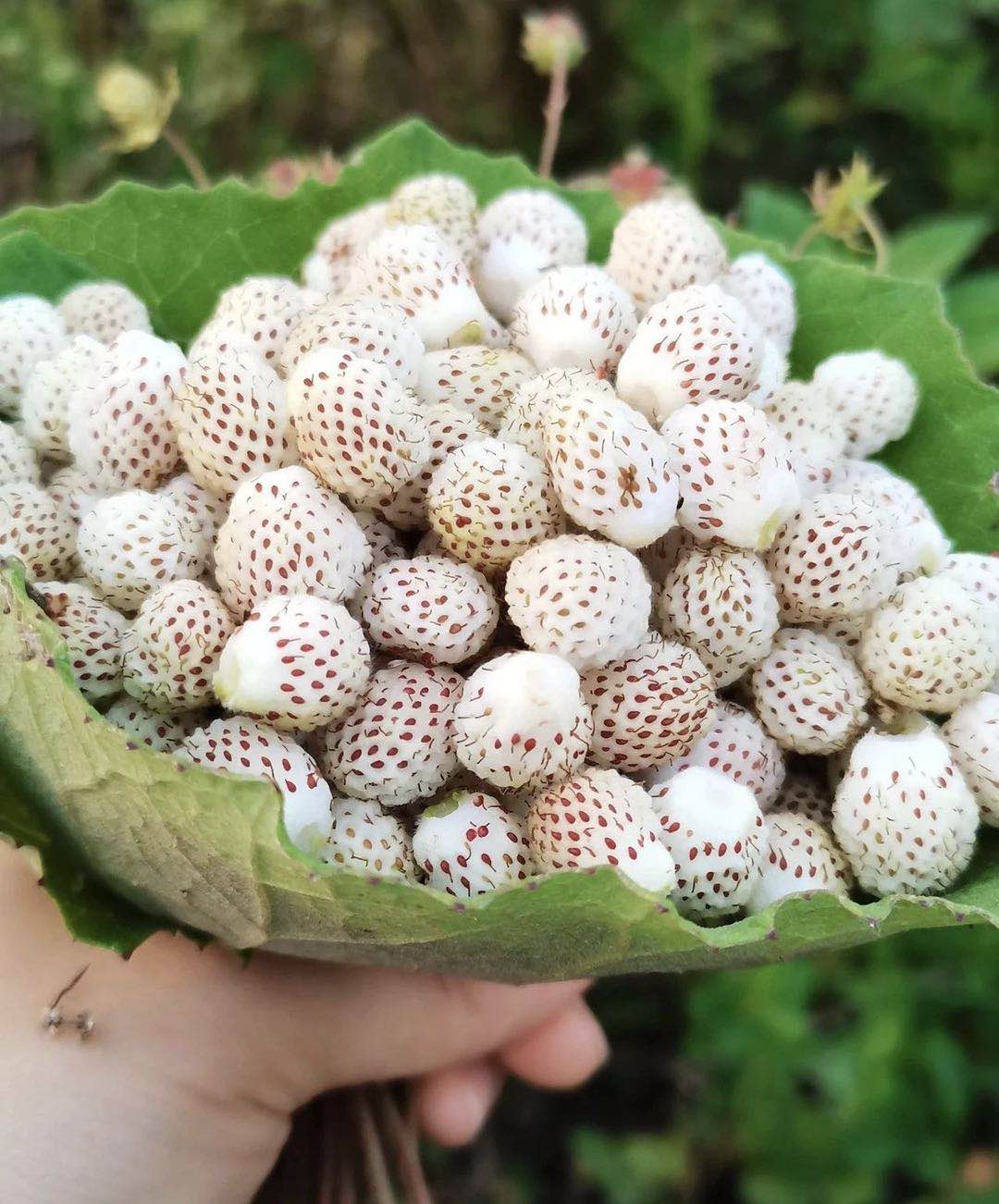 【钢城文苑】瓢儿熟了