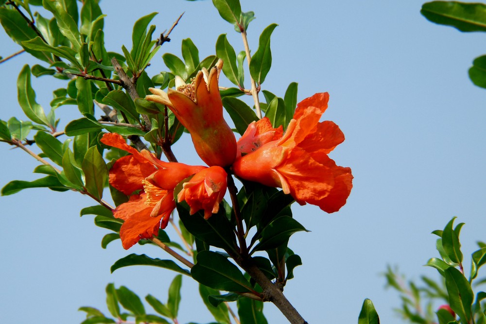 【钢城文苑】石榴花的随想