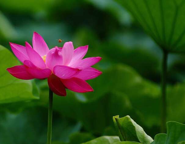 【钢城文苑】六月荷花香满湖