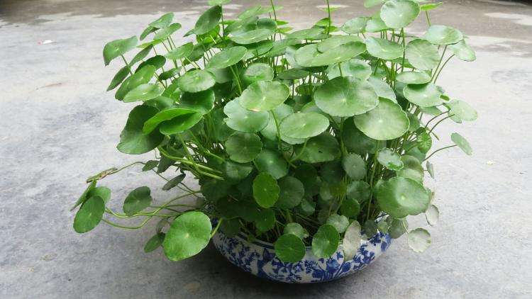 【钢城文苑】铜钱草