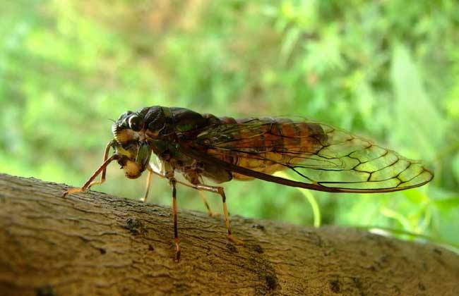 【钢城文苑】一晴方觉夏深