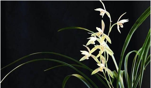 【钢城文苑】那一曲《兰花草》 【钢城文苑】那一曲《兰花草》