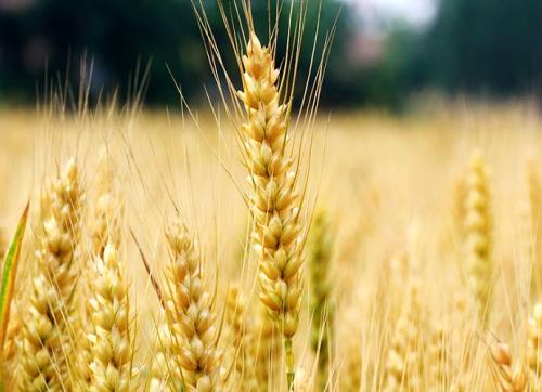 【钢城文苑】父亲：故乡的麦子熟了