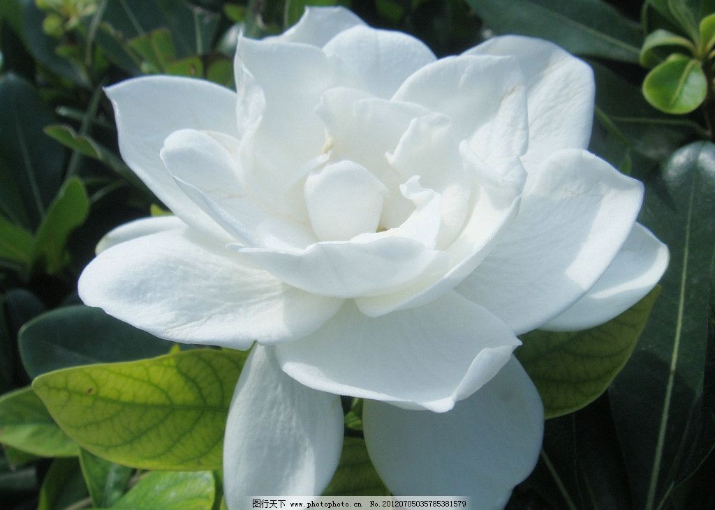 【钢城文苑】又见栀子花开时