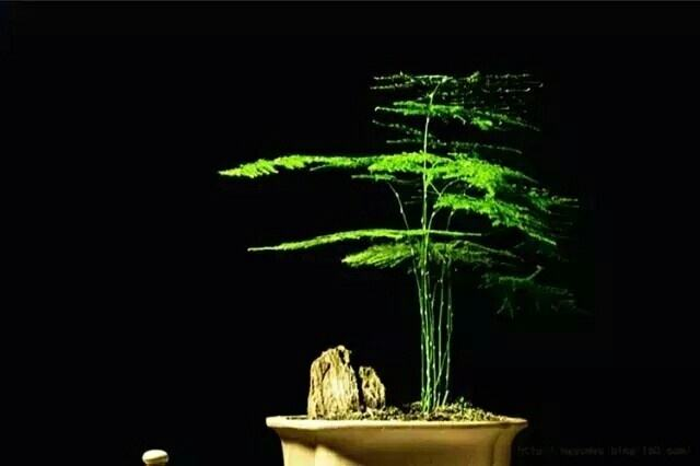 【钢城文苑】文竹之爱