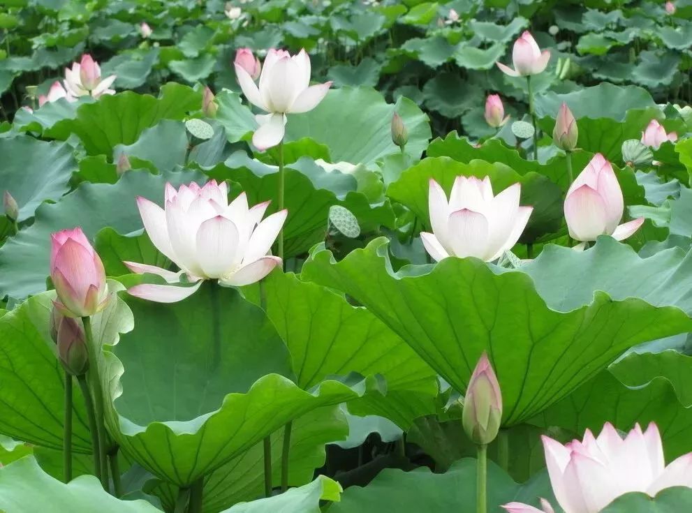 【钢城文苑】寻荷记