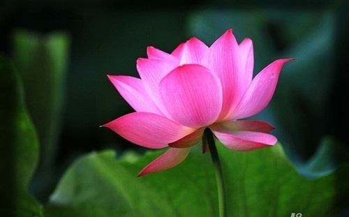 【钢城文苑】一品青莲