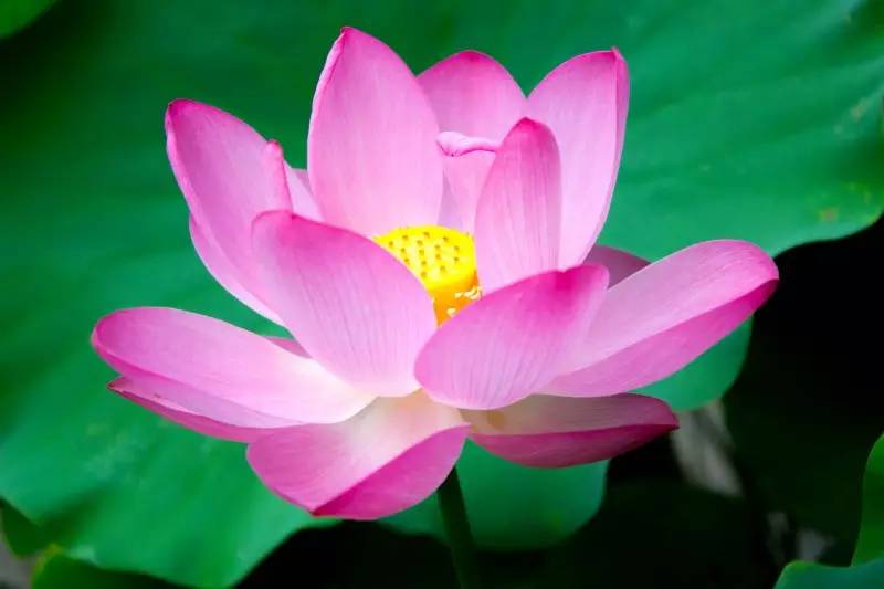 【钢城文苑】夏雨落荷 【钢城文苑】夏雨落荷