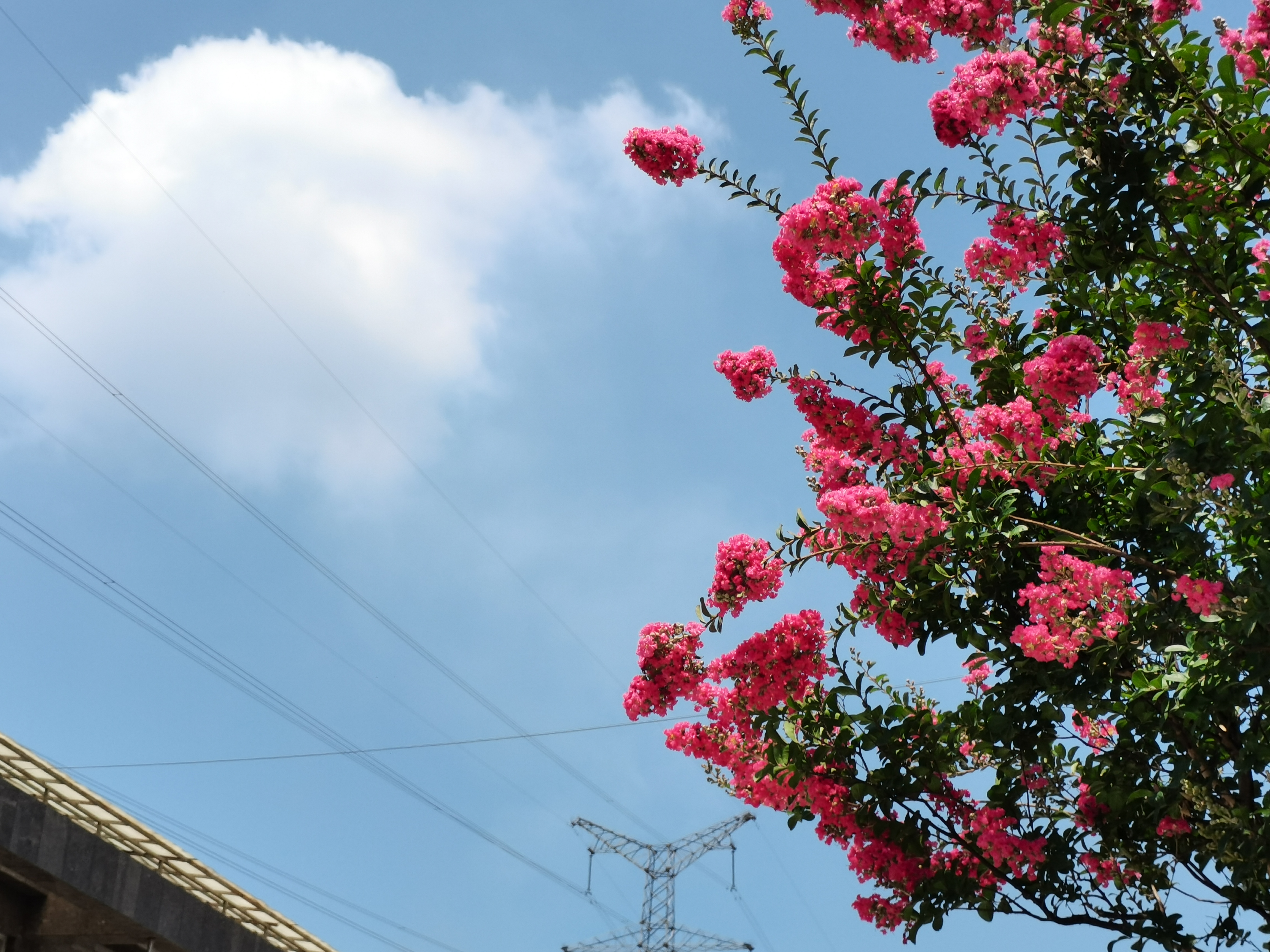 【钢城文苑】紫薇花开 【钢城文苑】紫薇花开