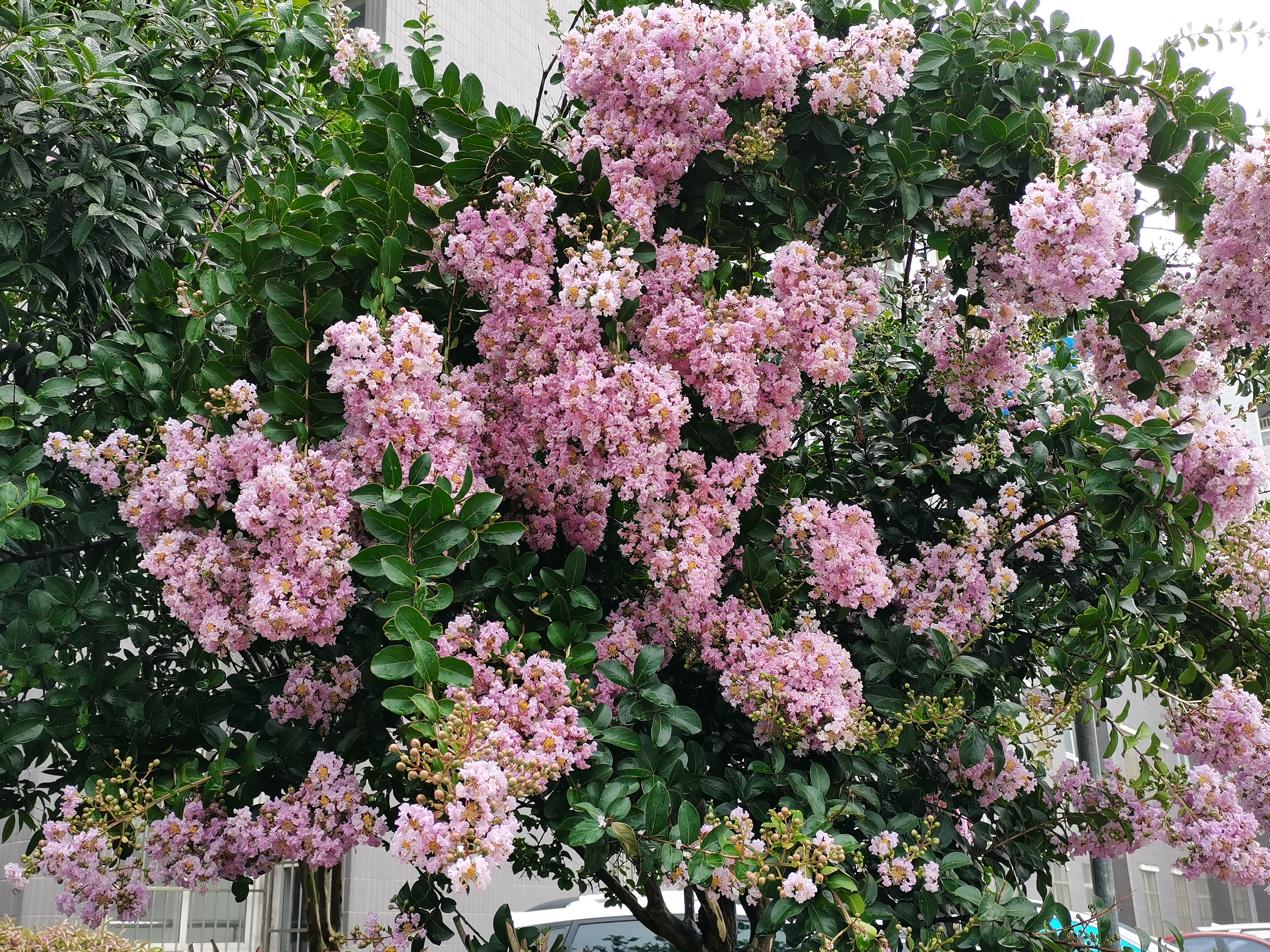 【钢城文苑】紫薇花开 【钢城文苑】紫薇花开