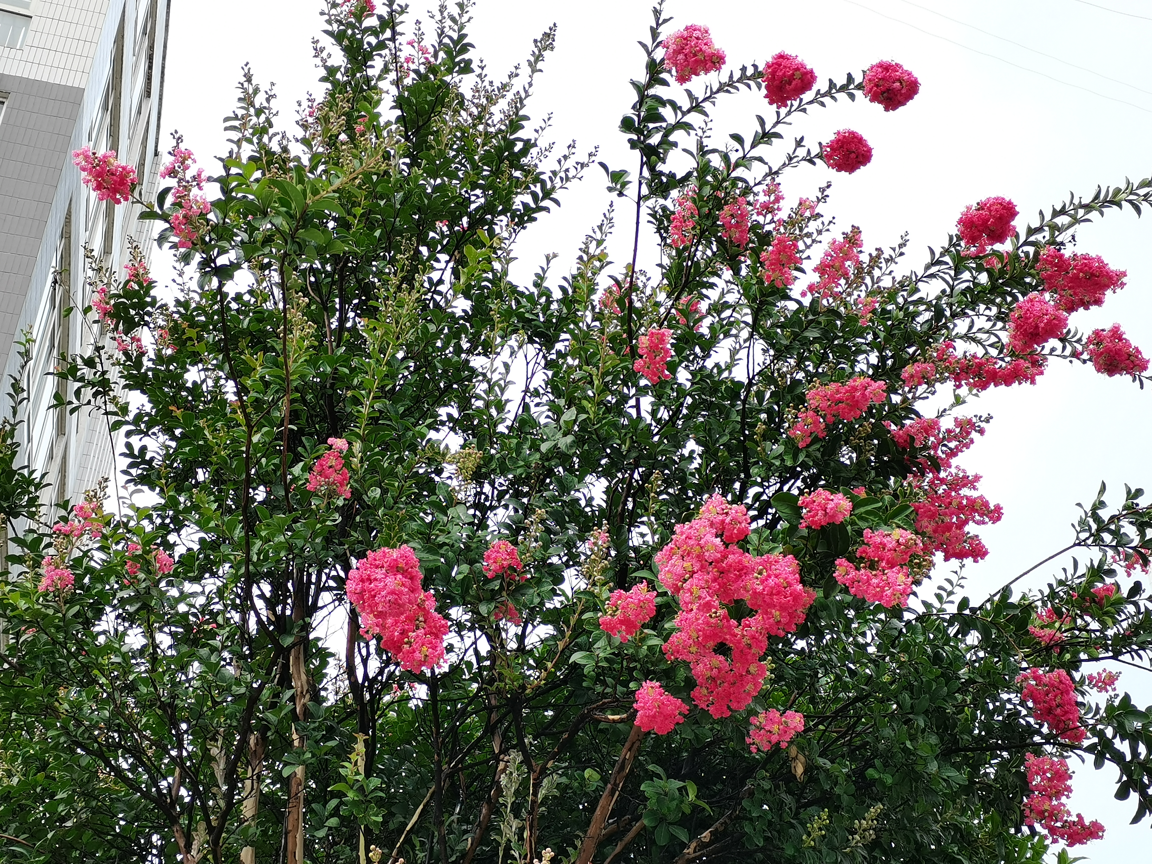 【钢城文苑】紫薇花开 【钢城文苑】紫薇花开